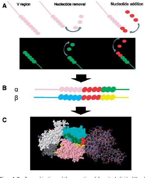 Figure From High Throughput Sequencing Of The T Cell Receptor