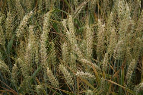 Syngenta Growers Consider Winter Hardiness In Wheat Variety AGDAILY