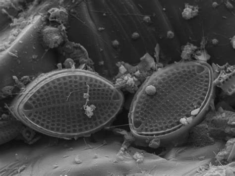 Life is Beautiful – especially microbial life – microBEnet: the ...