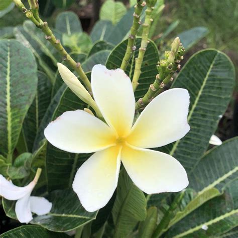 Plumeria Obtusa Gowthami Nursery