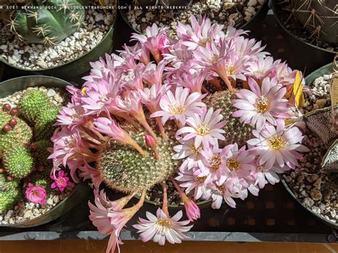 Succulent Porn From The Sacramento C S Society Plant Sale
