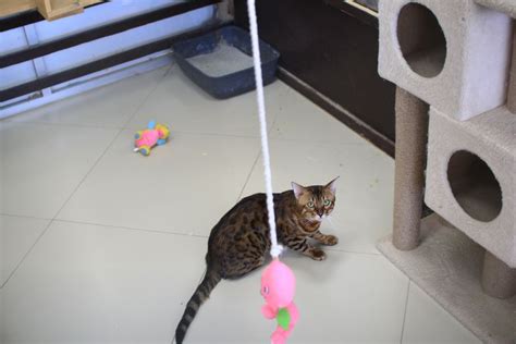 Что насыпать в кошачий лоток, чтобы «продлить жизнь» наполнителю ...