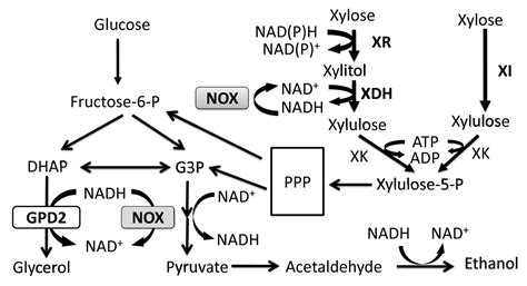 Fine Tuning Of NADH Oxidase Decreases Byproduct Accumulation In