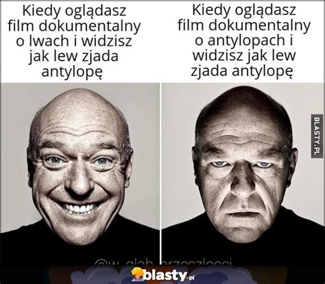 Kiedy Ogl Dasz Film Dokumentalny O Lwach I Widzisz Jak Lew Zjada