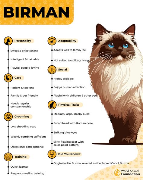 9 Best Cat Breeds That Are Cuddly