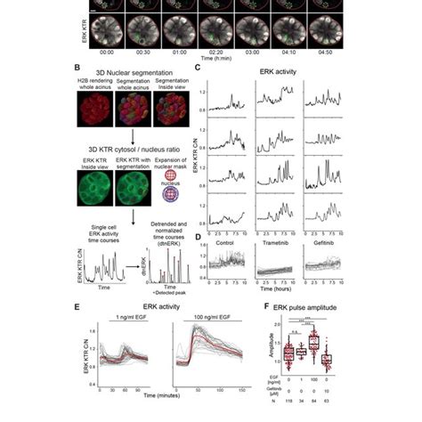 Developing Acini Exhibit Spontaneous EGFR Dependent ERK Pulses A