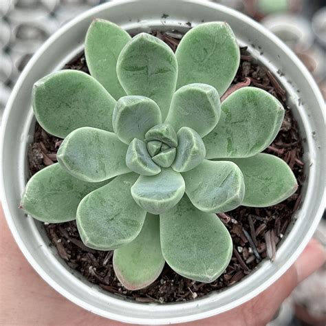 Echeveria Iceberg Comprar Em Suculentas Da Pri