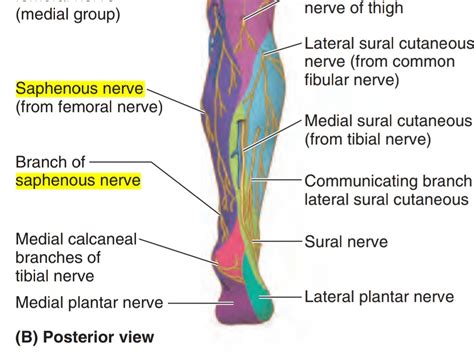 Anatomy Of Saphenous Nerve English Otosection