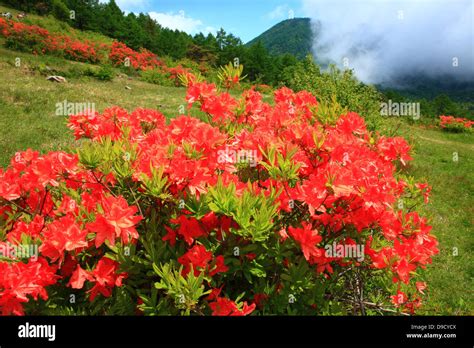 Japanese Azalea Flowers Stock Photo Alamy