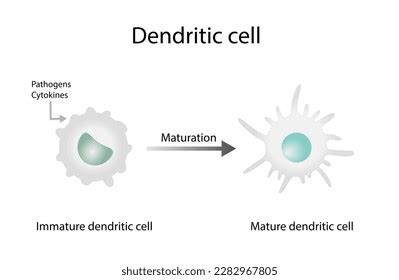 Dendritic Cell Antigen-presenting Cells Cells Immune Stock Vector ...