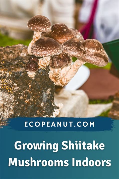 Growing Shiitake Mushrooms Indoors At Home In 2021