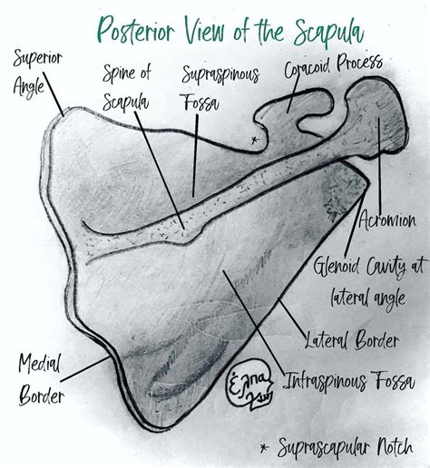 Scapula Posterior