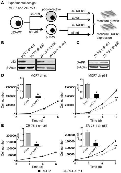 JCI - Death-associated protein kinase 1 promotes growth of p53-mutant ... 
