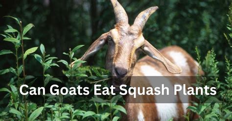 Can Goats Eat Squash Plants A Comprehensive Guide