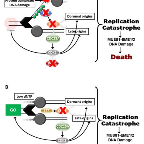 Effects Of Chk I Moderate Replication Stress Inducer On Tumour Cells