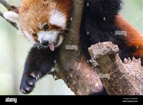 Red panda (Ailurus fulgens refulgens) up in a tree at Zoo Atlanta near downtown Atlanta, Georgia ...