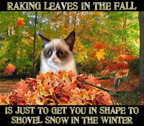 grumpy cat winter memes