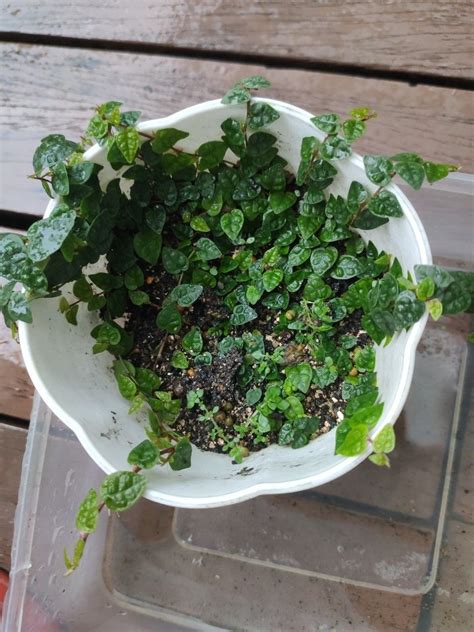 Ficus pumila minima, Furniture & Home Living, Gardening, Plants & Seeds ...