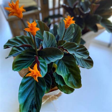 Калатея Кроката, Шафранная (calathea Crocata) купить в Минске с доставкой