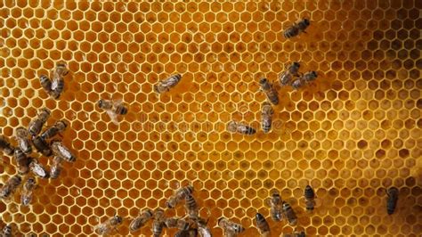 Worker Bees Arrive Enter And Exit The Entrance Of An Artificial Hive