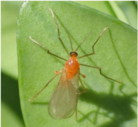 Boxwood Leafminer | K-State Turf and Landscape Blog