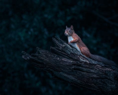 Irish Red Squirrel by markst33 | ePHOTOzine