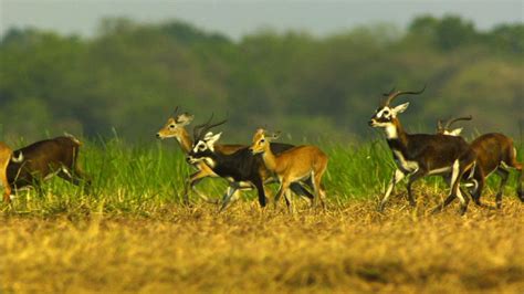 白耳赤羚 White Eared Kob Photos 大遷徙 Great Migrations National