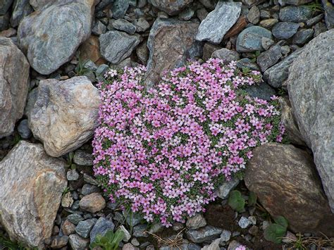 Troppo Caldo Per Le Piante Alpine OggiScienza