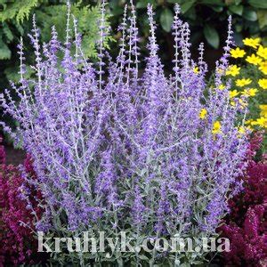 Перовскию лебедолистную — Плідник Круглик