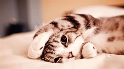 18 HOW TO EAT A PUSSY LIKE A CHAMP Nghệ thuật đàn ca sáo nhị