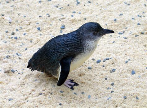 Little Blue Penguin at Auckland Zoo - ZooChat