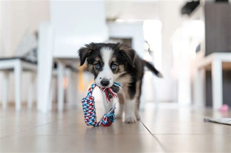 liability insurance for pets 8