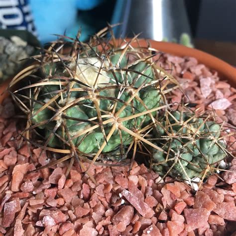 Coryphantha Elephantidens Elephants Tooth In GardenTags Plant Encyclopedia