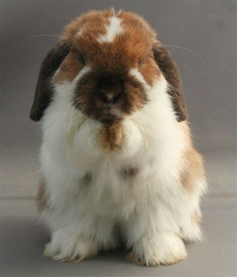 Holland Lop Rabbit Tiny Baby Animals Cute Bunny Cute Animals