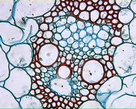 Monocot Stem Vascular Bundle Diagram Quizlet