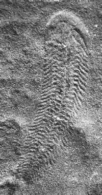 ediacaran period definition biota  facts britannica