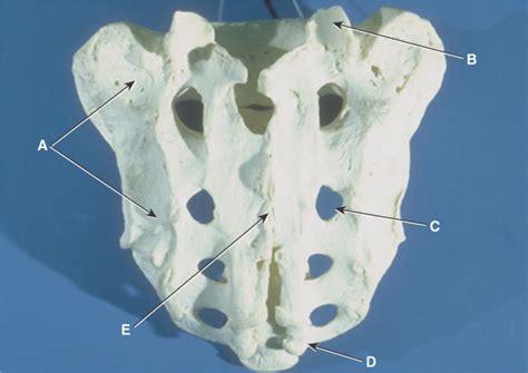 Sacrum Posterior View Diagram Quizlet