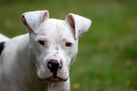 What You Need To Know Before Browsing Available Pitbulls For Sale In Chicago To Find Your Pet 5