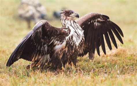 4 Types Of Eagles In Florida Species Info With Pictures Optics Mag