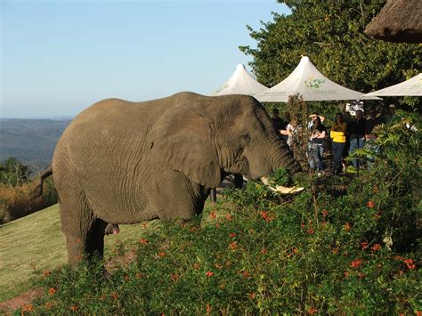 kzn wildlifes future hangs  limbo  action promises
