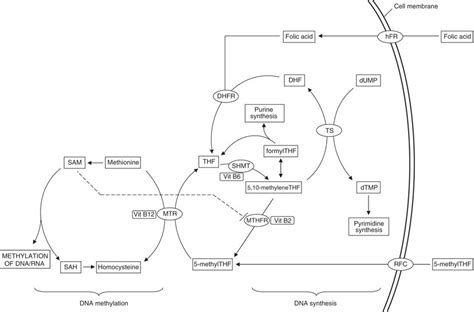 Schematic Representation Of Folate Metabolism Illustrating The Entry Of