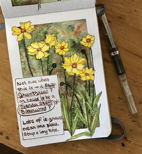 Vicky L. Williamson: slender stem bitterweed