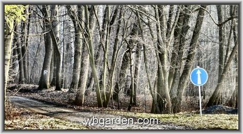 Last Year Wbgarden Fagus Pendula Hunt Conifers Forum GardenWeb