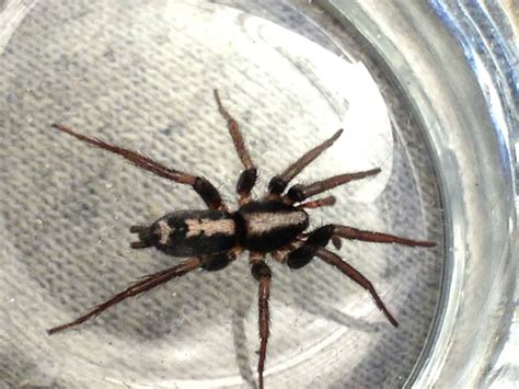 Help Me Identify This Southern Illinois Spider Pictures Yahoo Answers