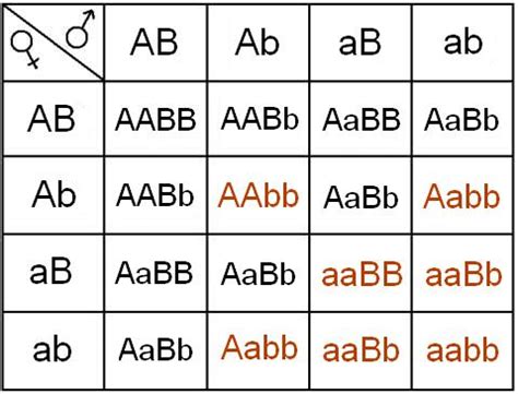 Один сорт гороху має червоні квітки та зморшкувате насіння , інший сорт ...