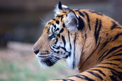 Sumatran Tiger - Zoo Atlanta