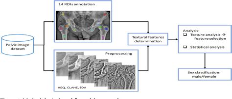 Figure 1 From Sex Differentiation Of Trabecular Bone Structure Based On Textural Analysis Of