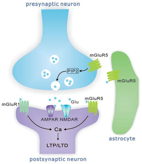 Group Metabotropic Glutamate Receptors In Neurological And