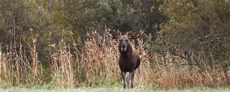 EUROPEAN MOOSE | SPAINSAFARIS