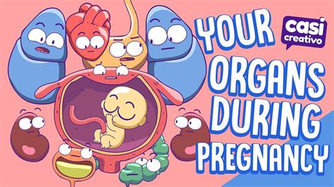 Your Organs During Pregnancy Youtube